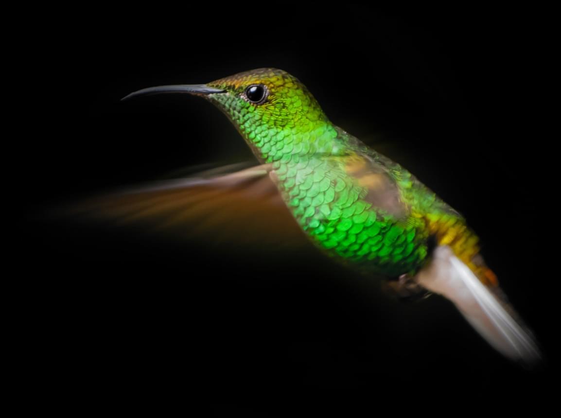 Green bird